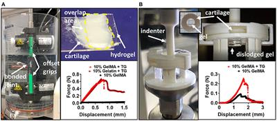 Microbial Transglutaminase Improves ex vivo Adhesion of Gelatin Methacryloyl Hydrogels to Human Cartilage